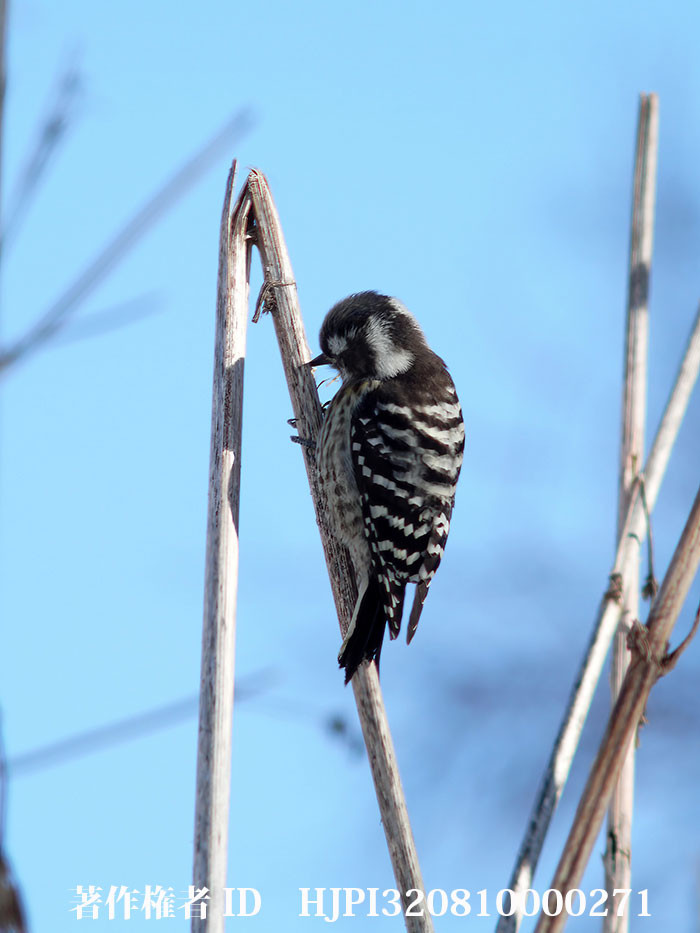 餌を捕るコゲラ