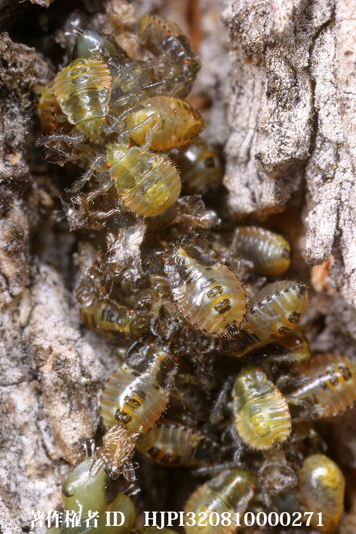クヌギカメムシの幼虫