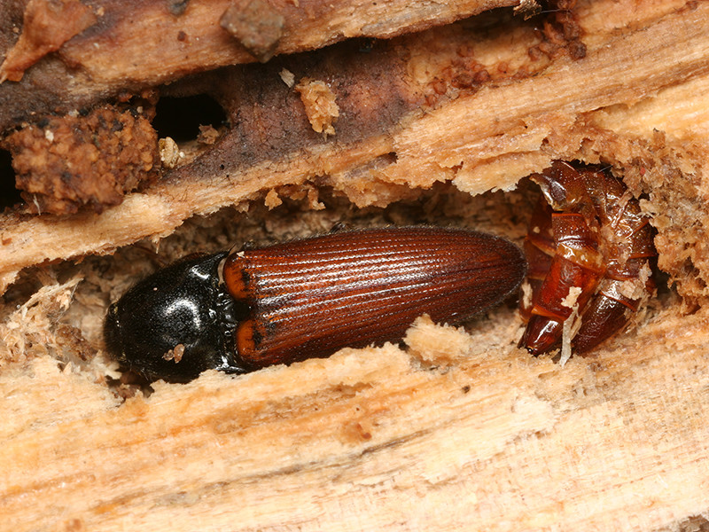 アカコメツキの越冬