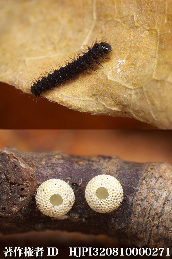 ウスバシロチョウの孵化