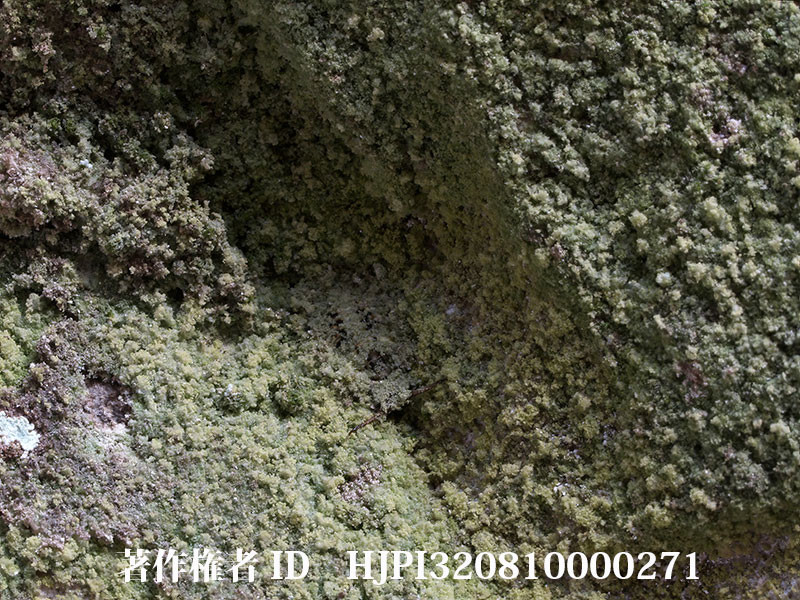 コマダラウスバカゲロウの幼虫