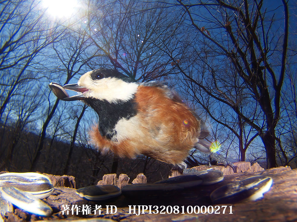 2006年の虫の目レンズ