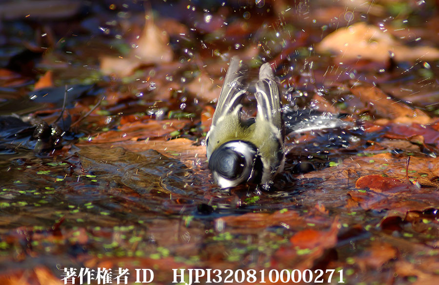 シジュウカラの水浴び