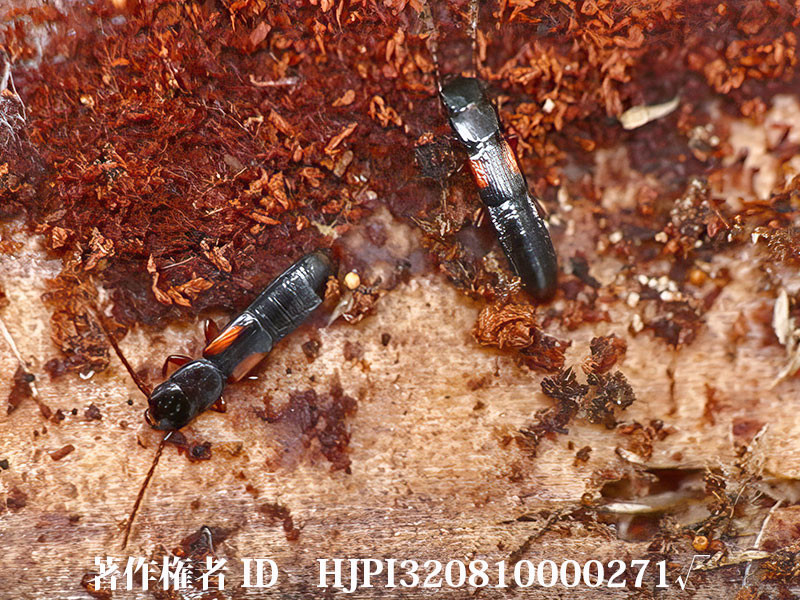 ヒラタハネカクシの越冬