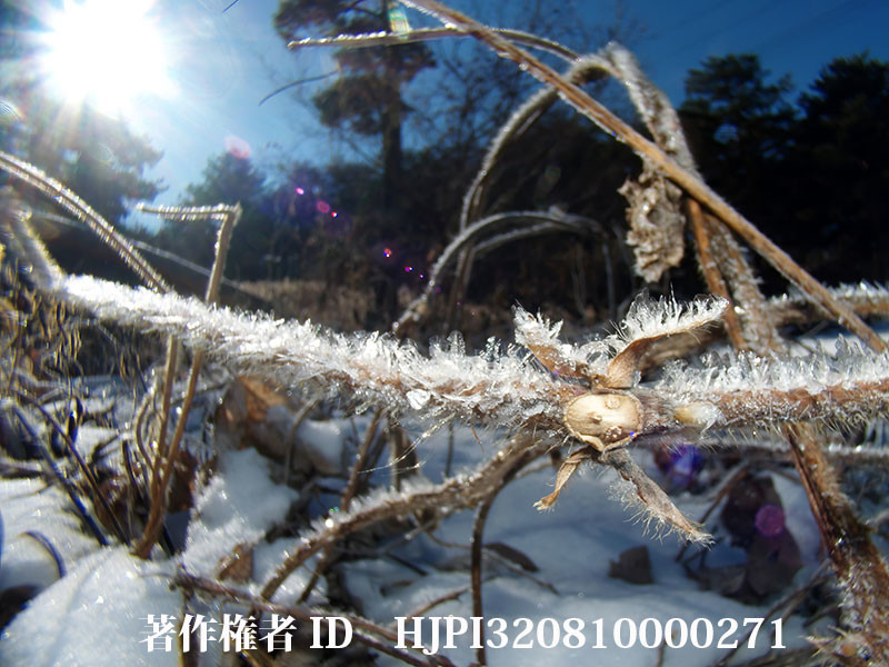 虫の目レンズでクズの葉痕を撮る