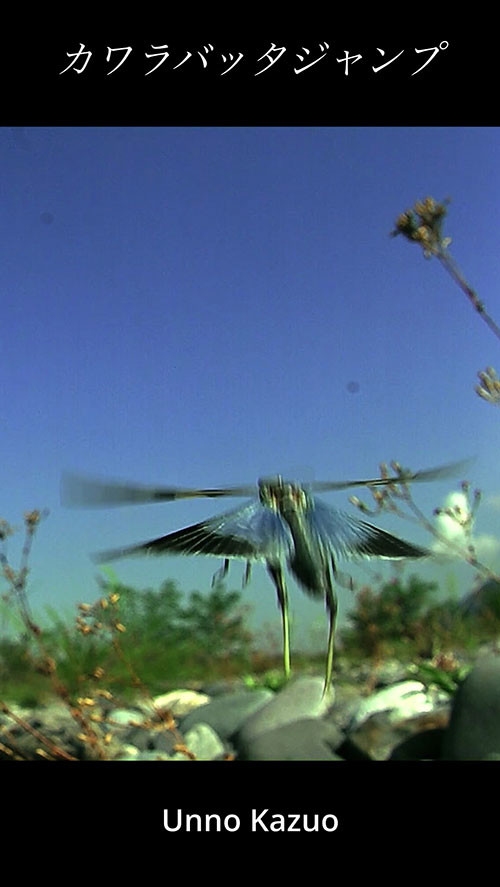 カワラバッタの飛翔