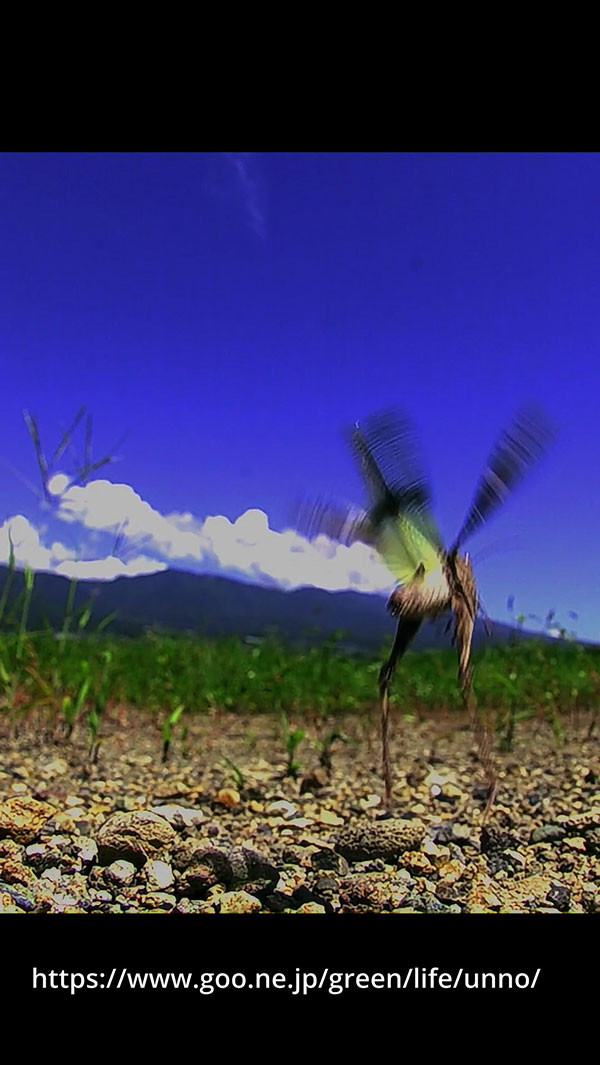 クルマバッタモドキの飛翔