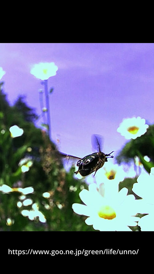 コアオハナムグリの飛翔