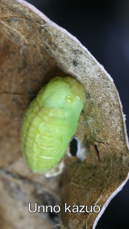 ベニシジミ蛹化