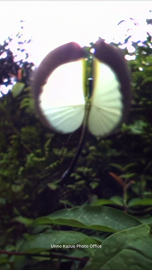 センストビナナフシの飛翔