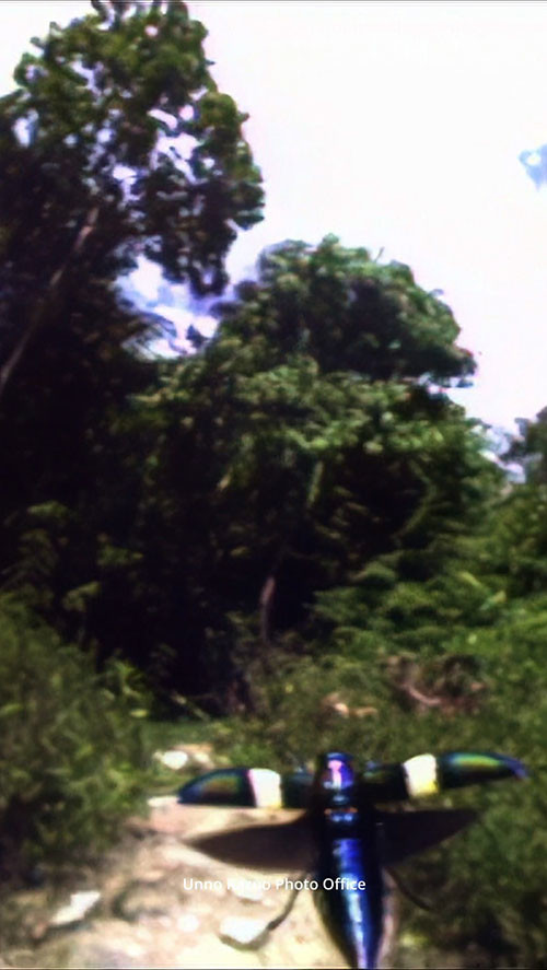 ハデモンニシキタマムシの飛翔