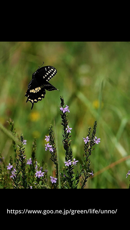 クロキアゲハの飛翔