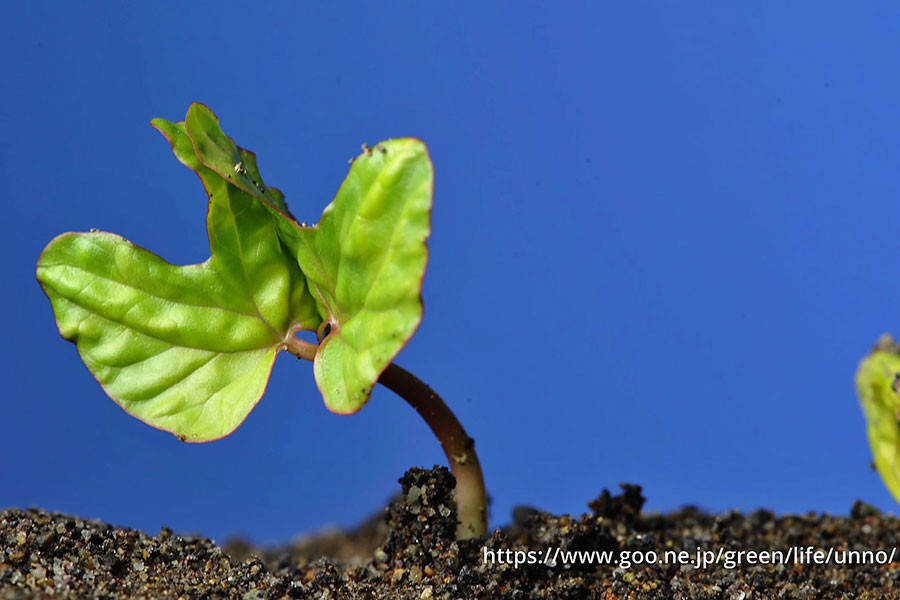 アサガオの芽生え