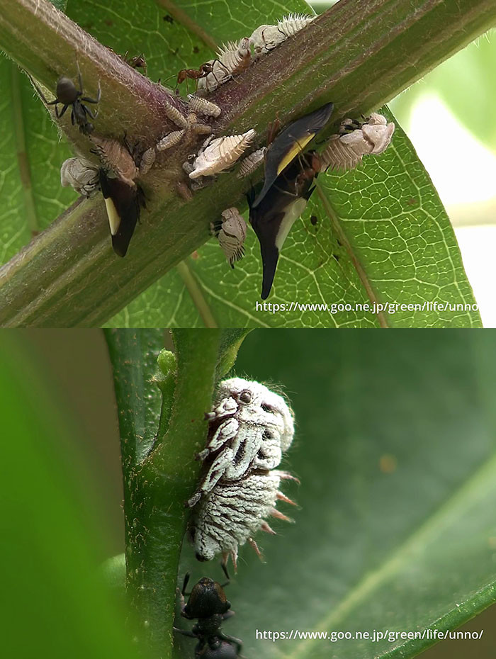 ペルーのツノゼミ