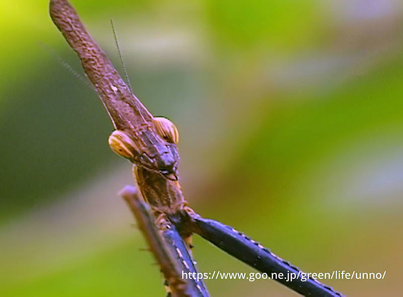 マレーイッカクカマキリ