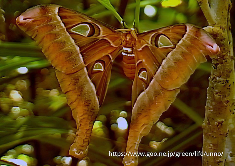 世界最大、ヘラクレスサン