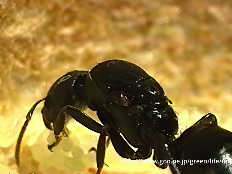 アステカアリの巣作り