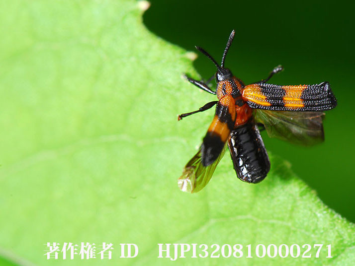 ベニボタルモドキトゲハムシ