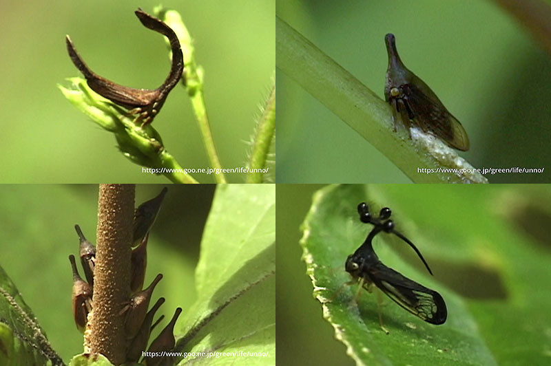 コスタリカのツノゼミ