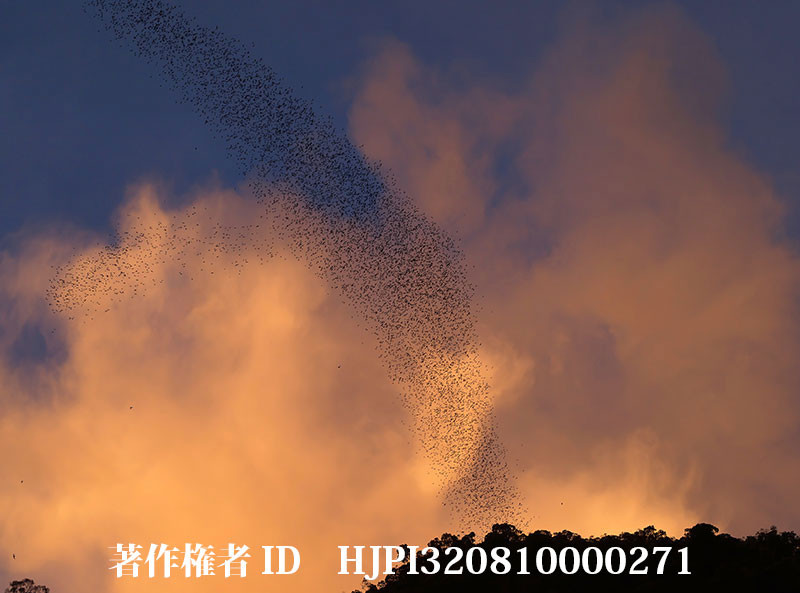 皆、逝ってしまう　自然写真家の死