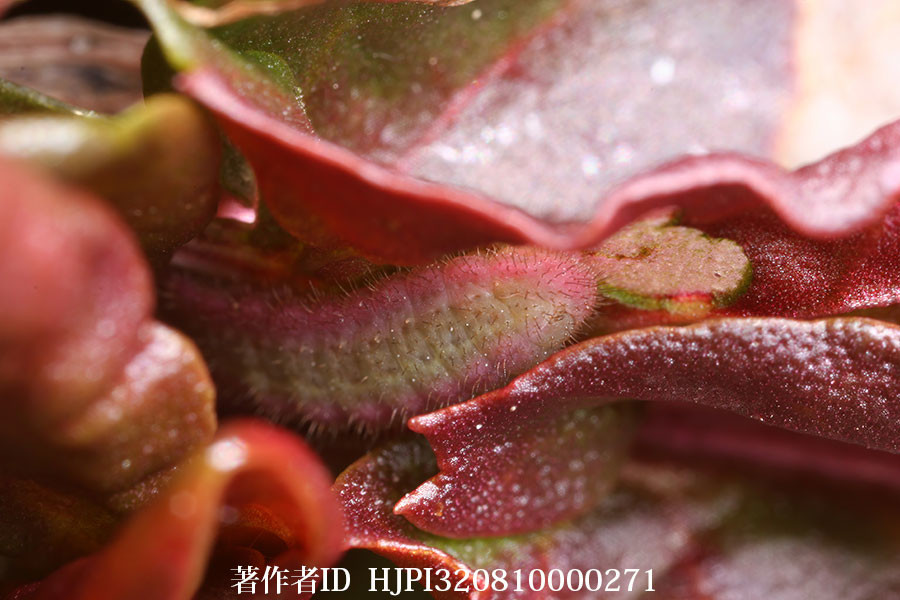 ベニシジミの幼虫