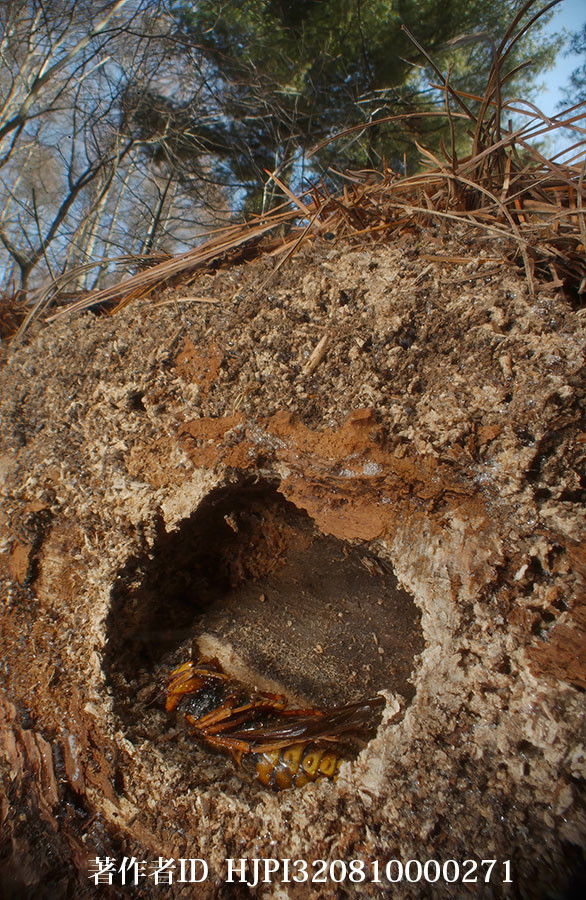 キイロスズメバチの越冬