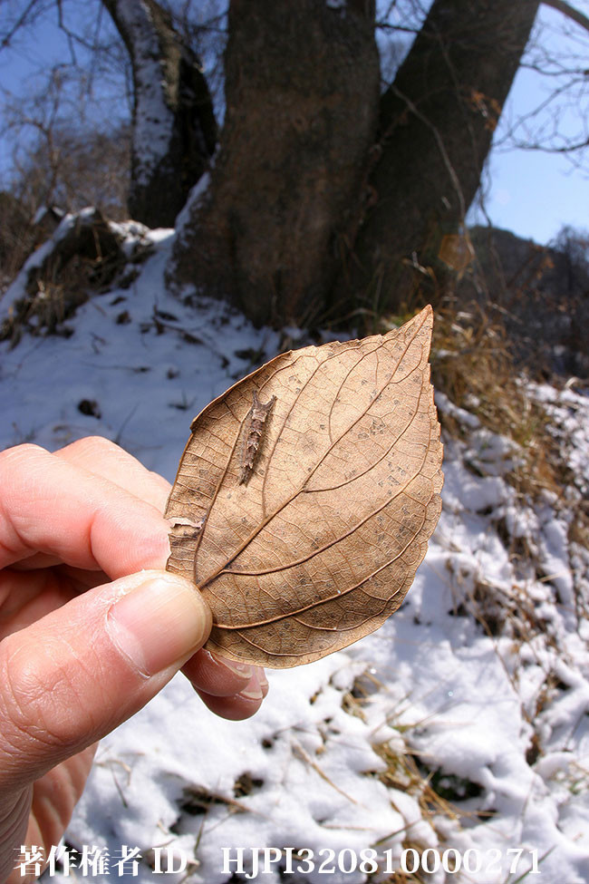 オオムラサキの幼虫探し