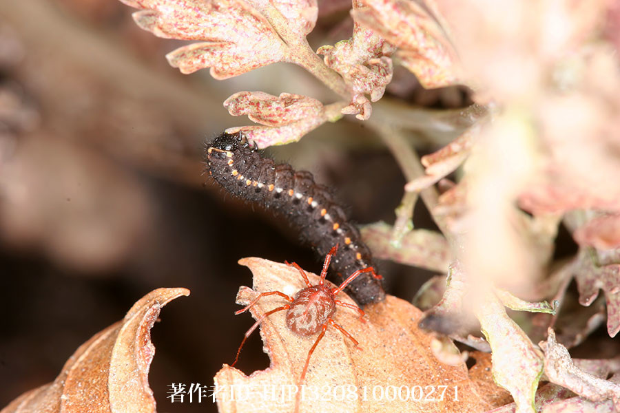 ウスバシロチョウの幼虫