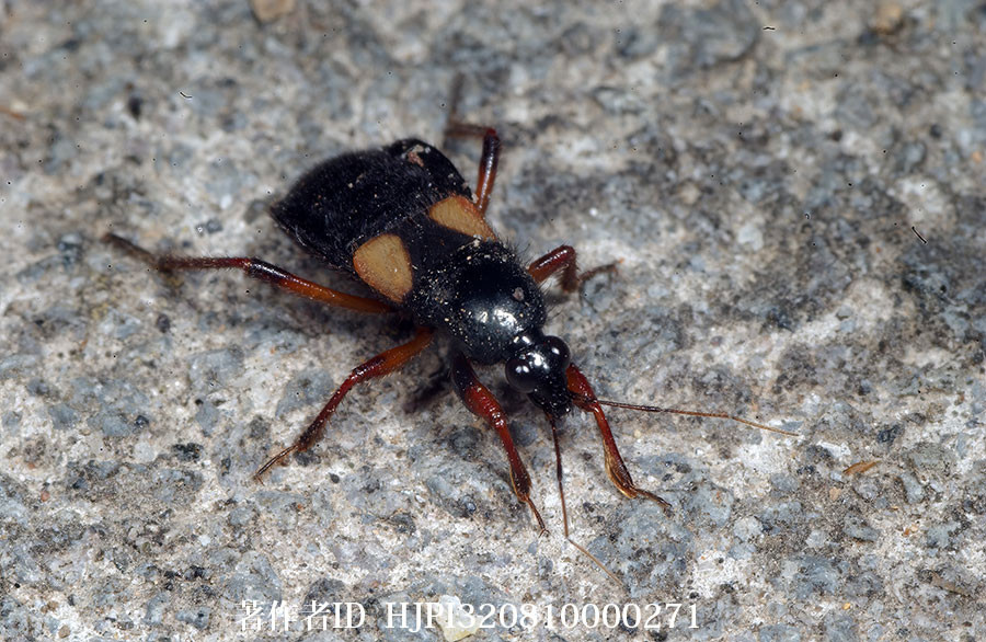 キバネアシブトサシガメ