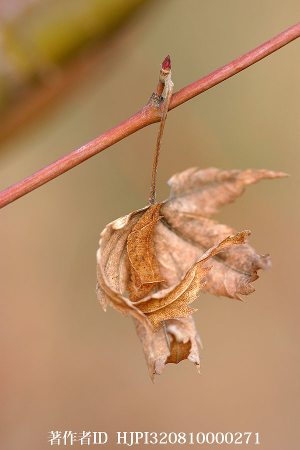 ミスジチョウの幼虫