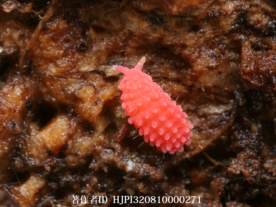 アカイボトビムシ