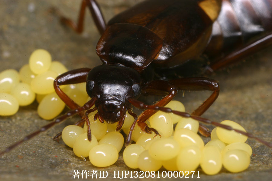 コブハサミムシの母親