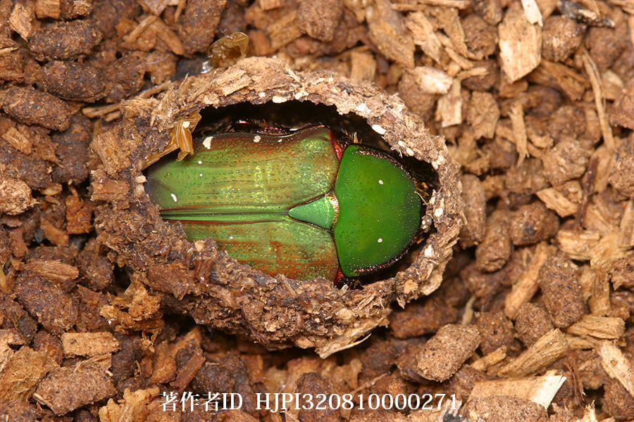 アオハナムグリの新成虫