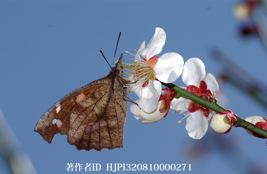 梅の花にテングチョウ