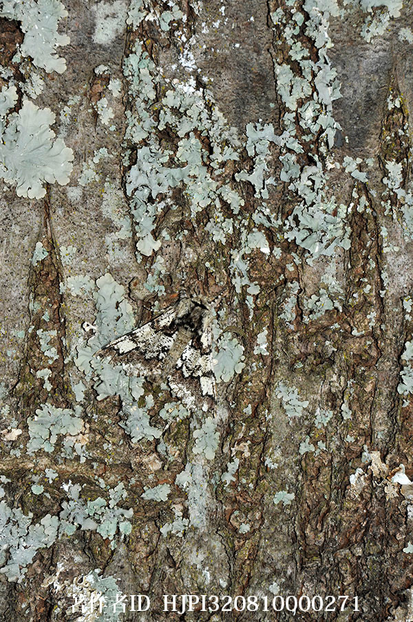 トビモンオオエダシャク