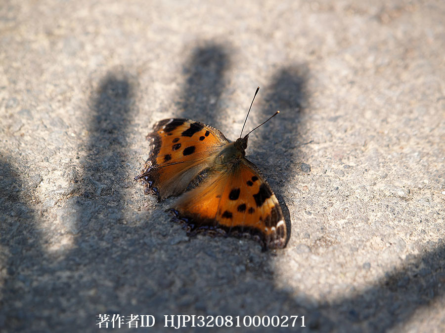 ヒオドシチョウに翅を開かせる