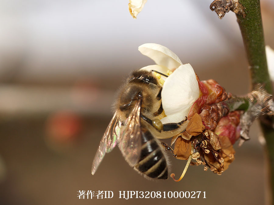 梅の花にニホンミツバチ