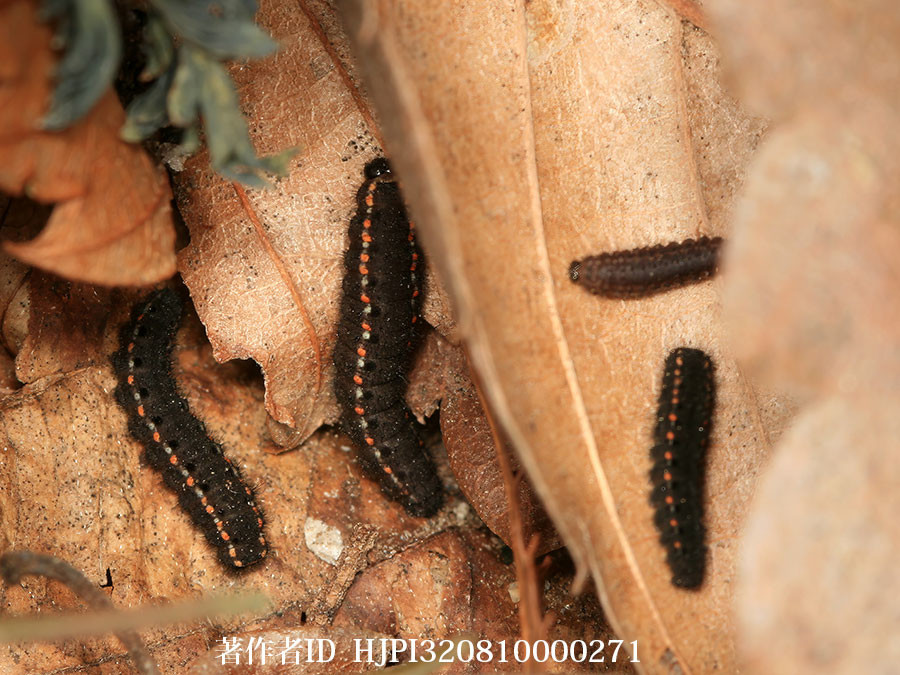 ウスバシロチョウの幼虫がたくさん