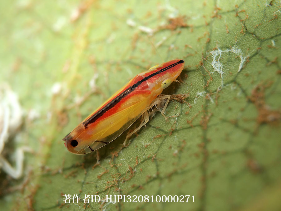 クロスジホソサジヨコバイ