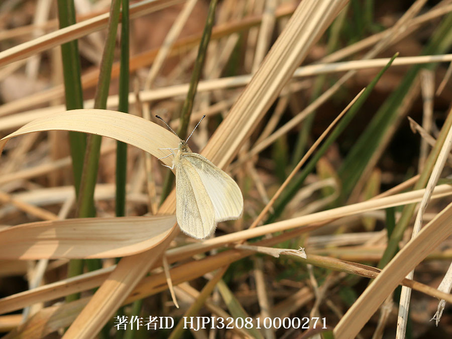 ヒメシロチョウの春型