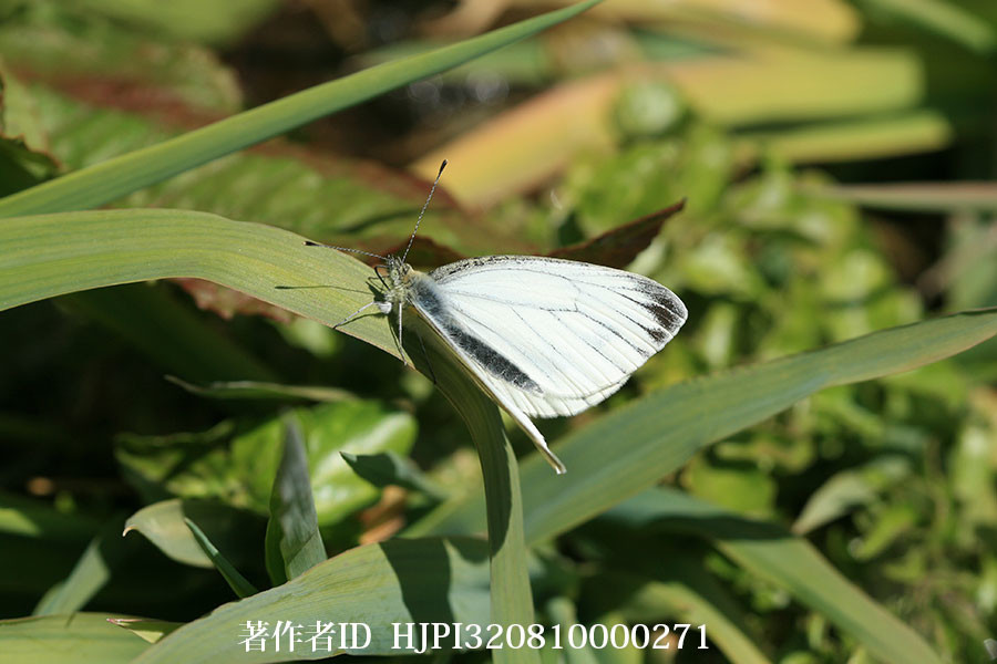 スジグロシロチョウ