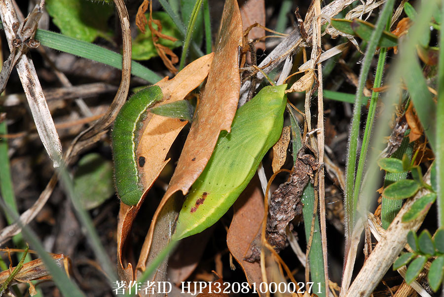 モンキチョウの幼虫と蛹