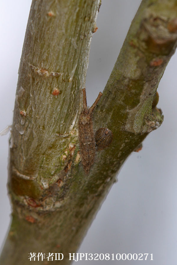 コムラサキの幼虫
