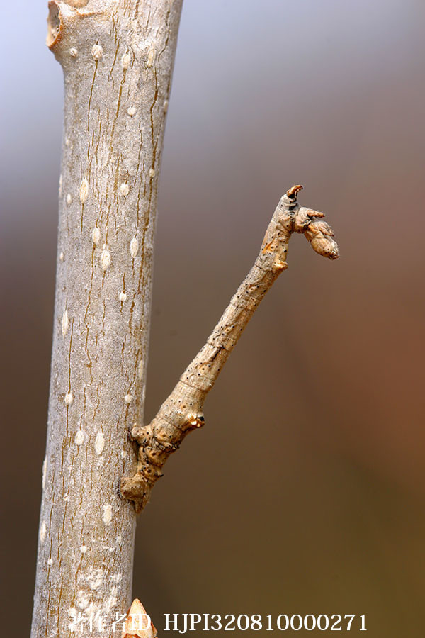 クワエダシャクの幼虫