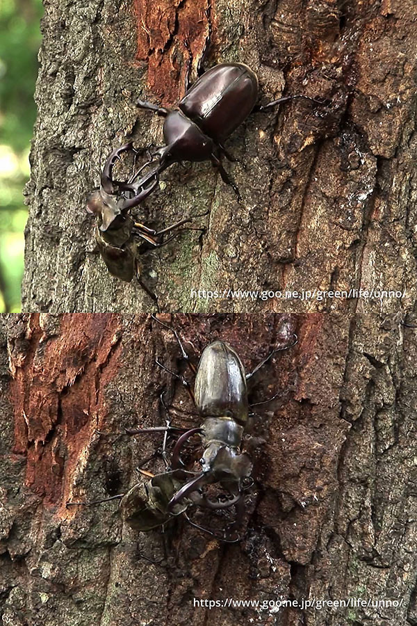 ミヤマクワガタの喧嘩