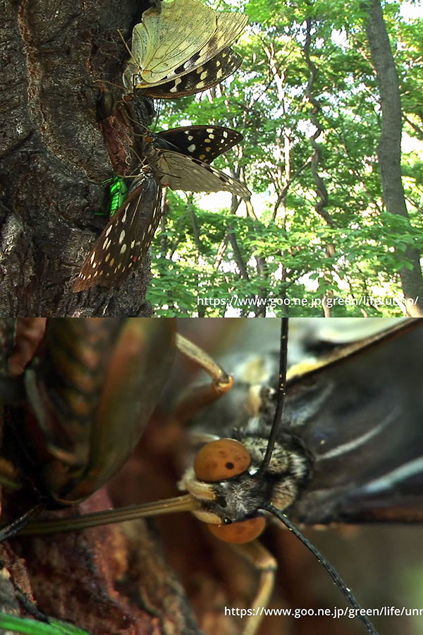 樹液酒場のオオムラサキ