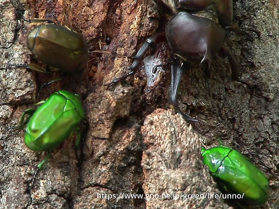 カブトムシとカナブンの小競り合い