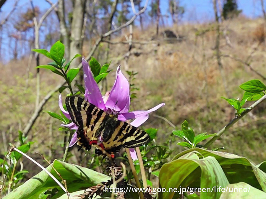 温暖化とヒメギフチョウ