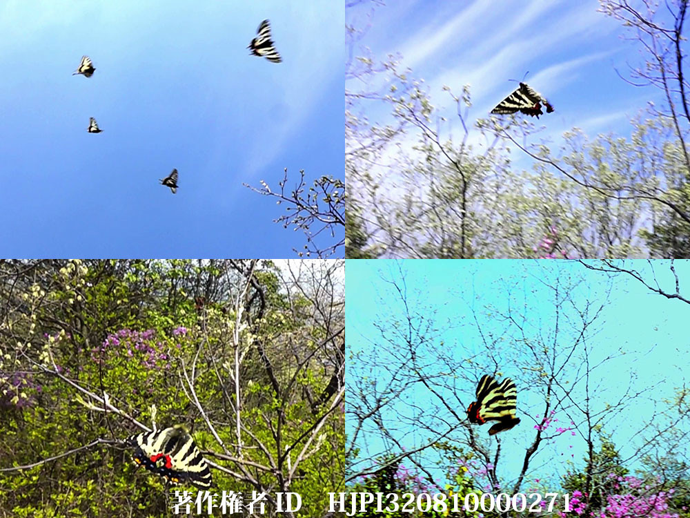 ギフチョウの舞