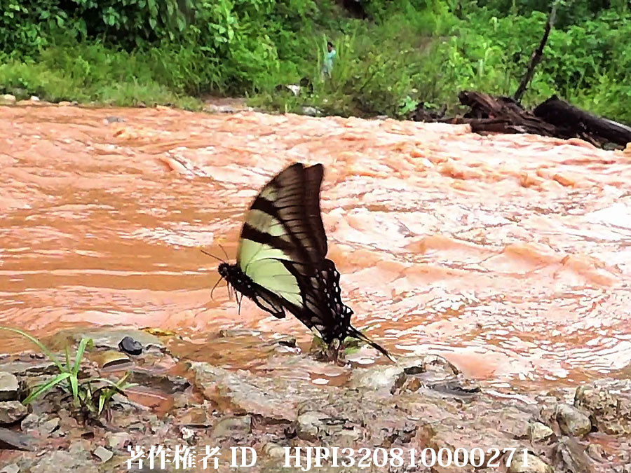 ドリカオンオナガタイマイ